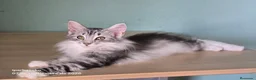 Bosque de Noruega gatos en venta: Bosques de Noruega  - Anuncio 23