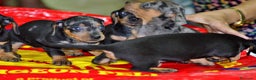 Teckel Miniatura perros en venta: Teckel miniatura ESPAÑA !!  en Ciudad Real - Anuncio 4