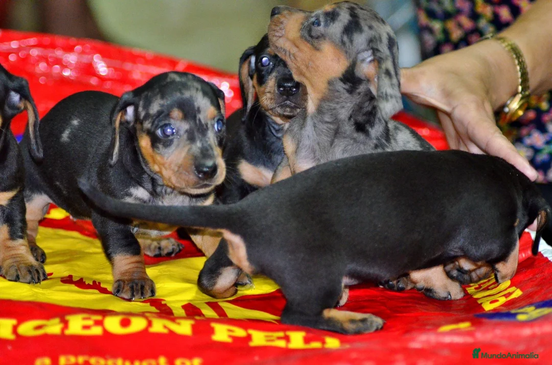 Teckel Miniatura perros en venta: Teckel miniatura ESPAÑA !!  en Ciudad Real - Anuncio 4