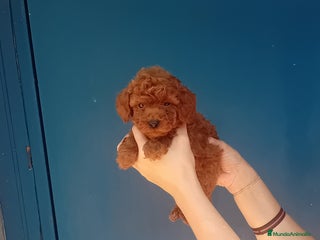 Caniche Toy perros - Anuncio 21
