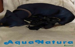 Teckel Miniatura perros en venta: Camada Teckel de Lena AQUANATURA - Imagen 3