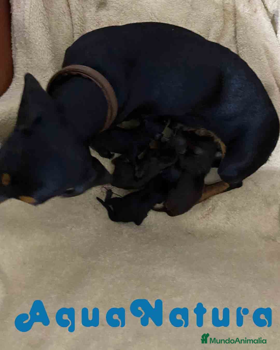 Teckel Miniatura perros en venta: Camada Teckel de Lena AQUANATURA - Imagen 3