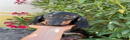 Teckel perros en venta: Teckel - Anuncio 4