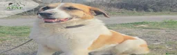 Mastín del Pirineo perros en adopcion: YOGUI busca hogar - Anuncio 2