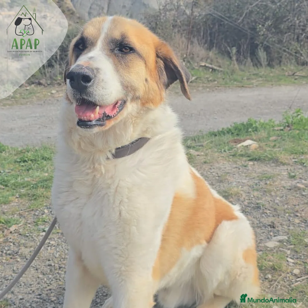 Mastín del Pirineo perros en adopcion: YOGUI busca hogar - Anuncio 2