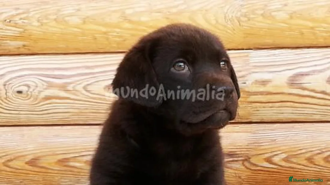 Imagen de galería {{count}}