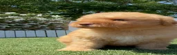Perro de Agua Español perros en venta: PERRO DE AGUA ESPAÑOL - Anuncio 9