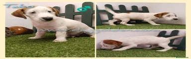 Jack Russell Terrier 3