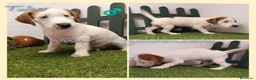 Jack Russell Terrier perros en venta: Jack Russell Terrier - Anuncio 4