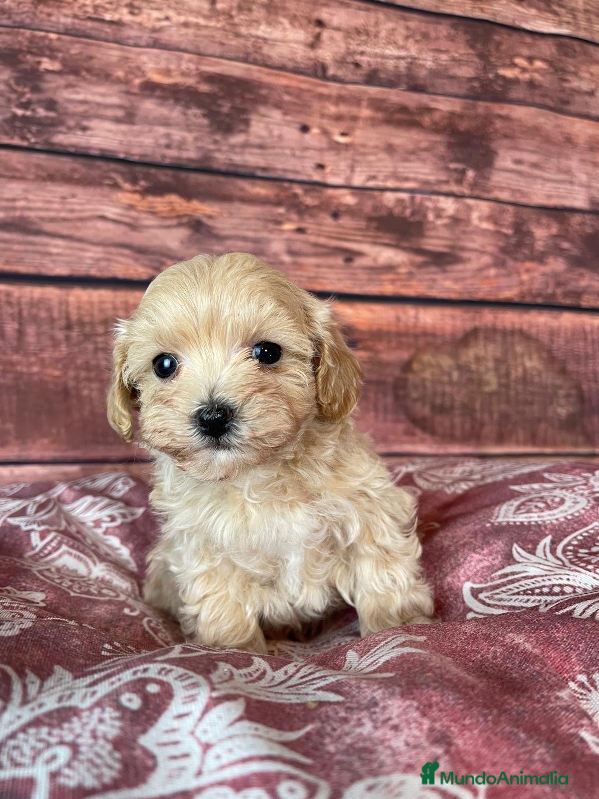 Maltipoo perros Maltipoo muy bonitos !!! - Anuncio 2