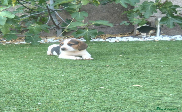 Beagle perros - Propaganda 1