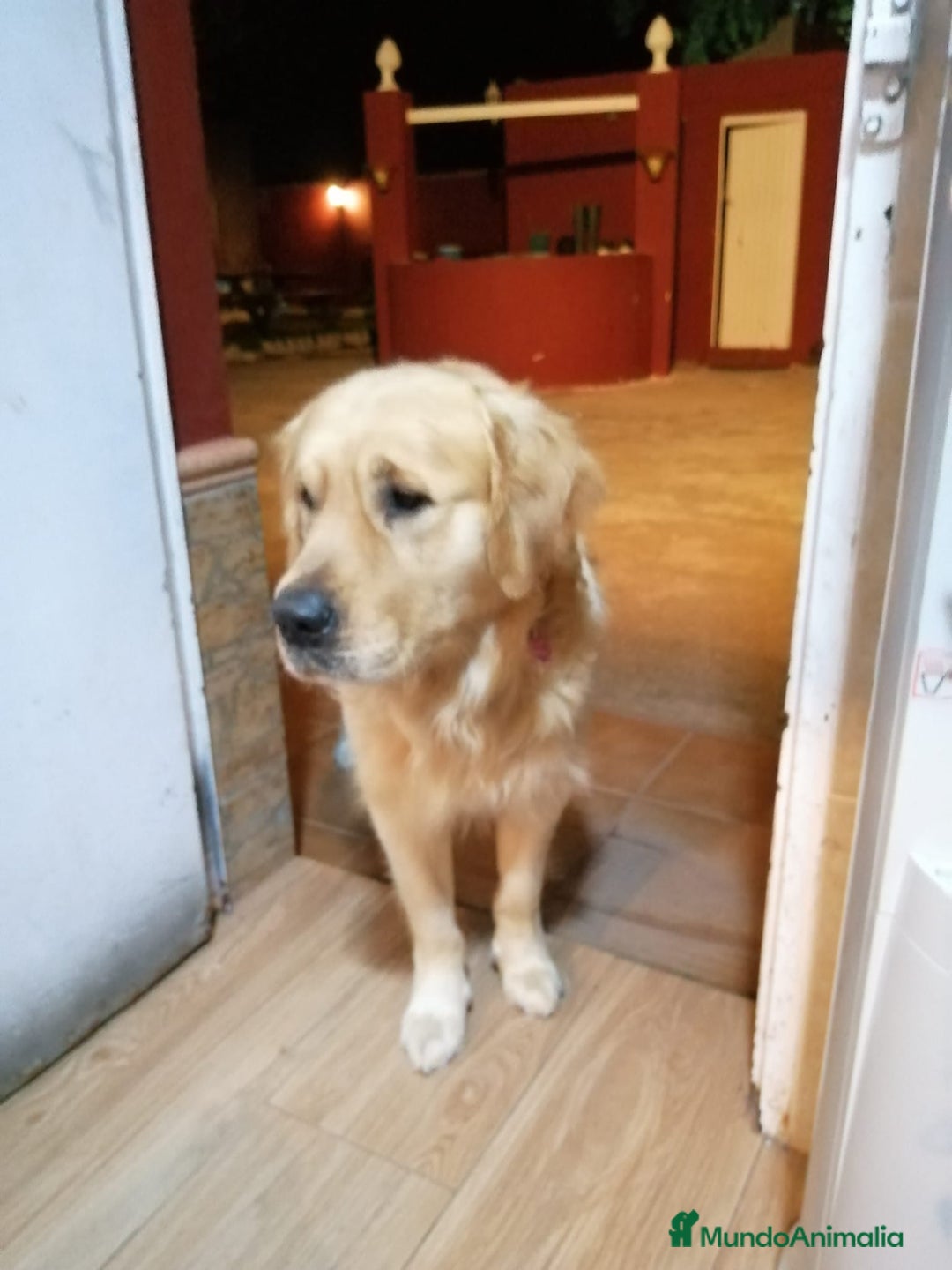 Golden Retriever perros en venta: PRECIOSOS GOLDEN RETRIEVER  - Imagen 8