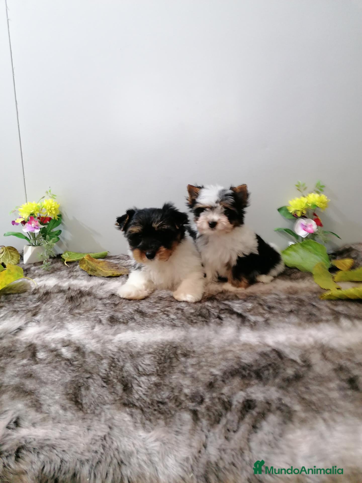 Biewer Yorkshire Terrier a la Pom Pon perros Yorkshire Biewer  - Anuncio 1