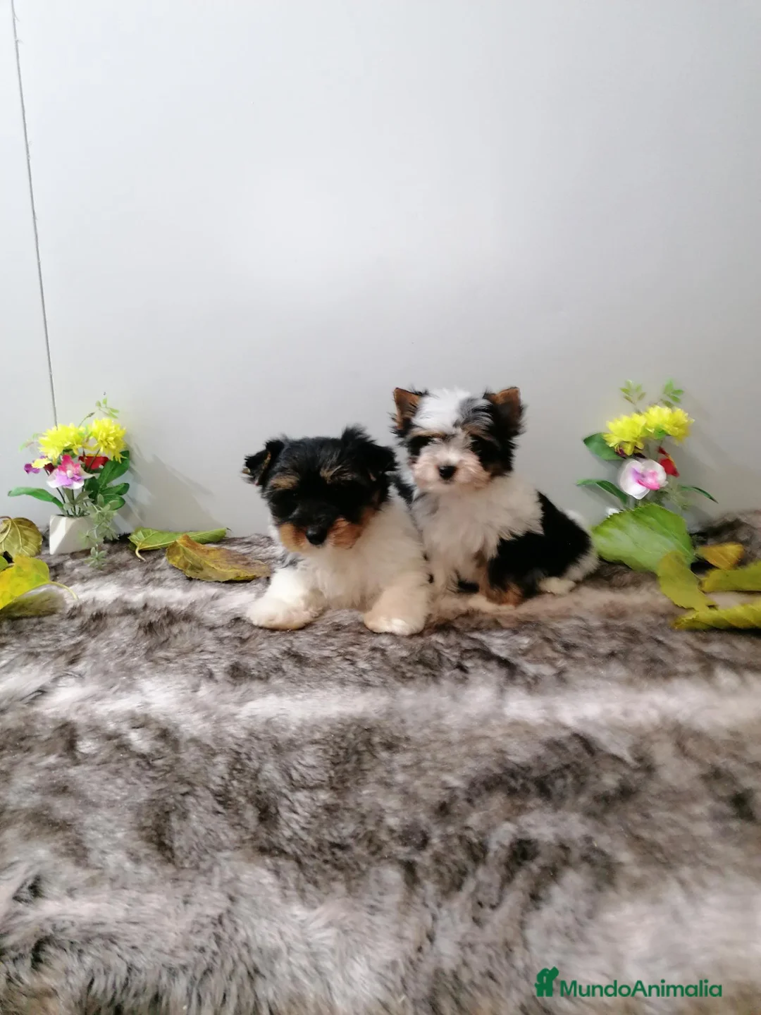 Biewer Yorkshire Terrier a la Pom Pon perros en venta: Yorkshire Biewer  - Anuncio 1