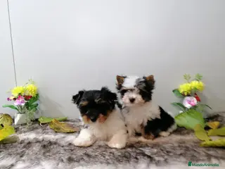 Biewer Yorkshire Terrier a la Pom Pon perros Yorkshire Biewer - Anuncio 1