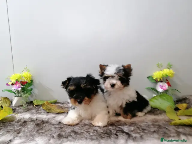 Biewer Yorkshire Terrier a la Pom Pon perros Yorkshire Biewer - Anuncio 24