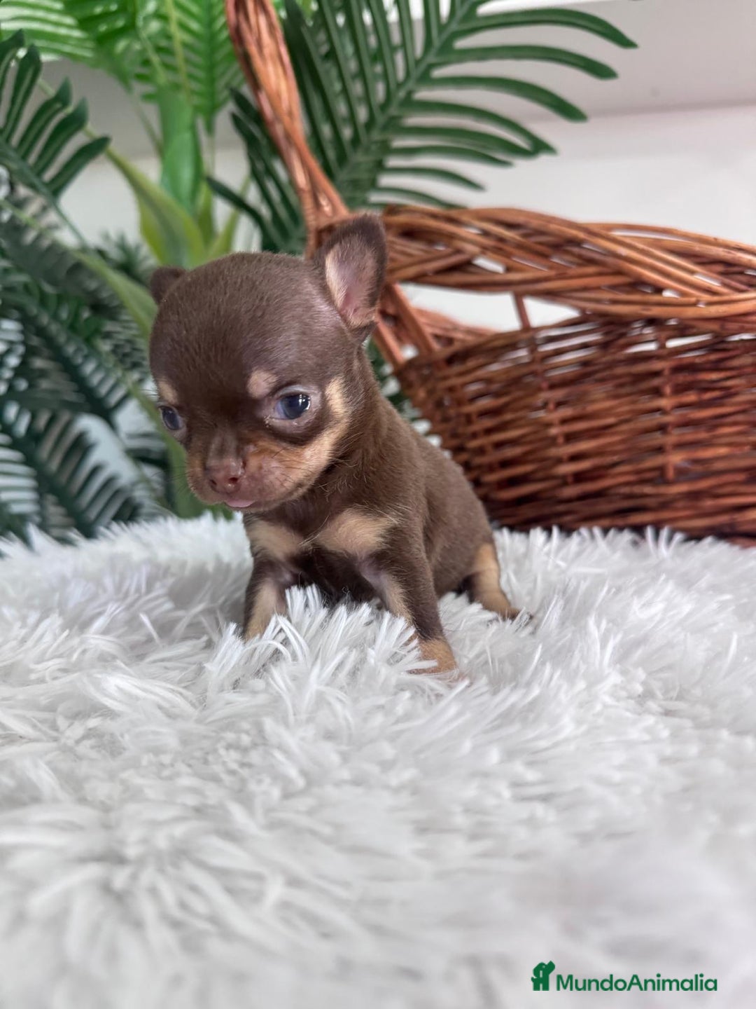 Chihuahua perros en venta: CHIHUAHUA MACHO - Imagen 5