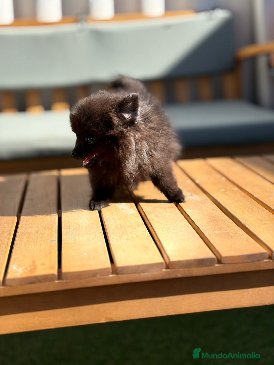 Pomerania perros en venta: Lulu pomerania MICRO  - Imagen 12