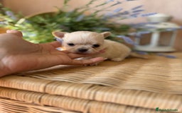 Chihuahua perros en venta: Chihuahua Toy cabeza manzana  - Imagen 8