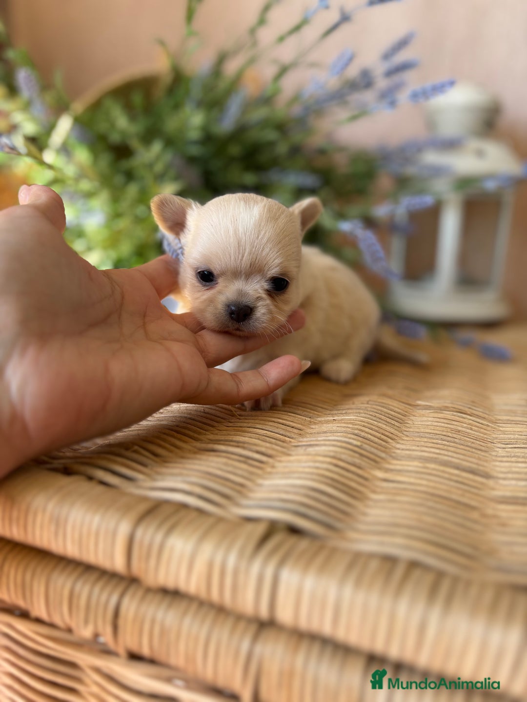 Chihuahua perros en venta: Chihuahua Toy cabeza manzana  - Imagen 8