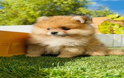 Pomerania perros en venta: POMERANIA MACHO - Imagen 16