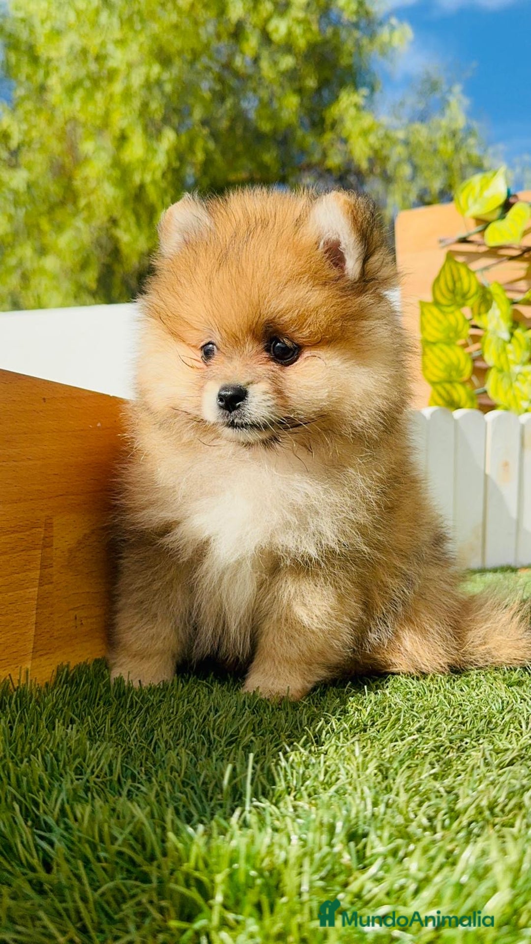 Pomerania perros en venta: POMERANIA MACHO - Imagen 16