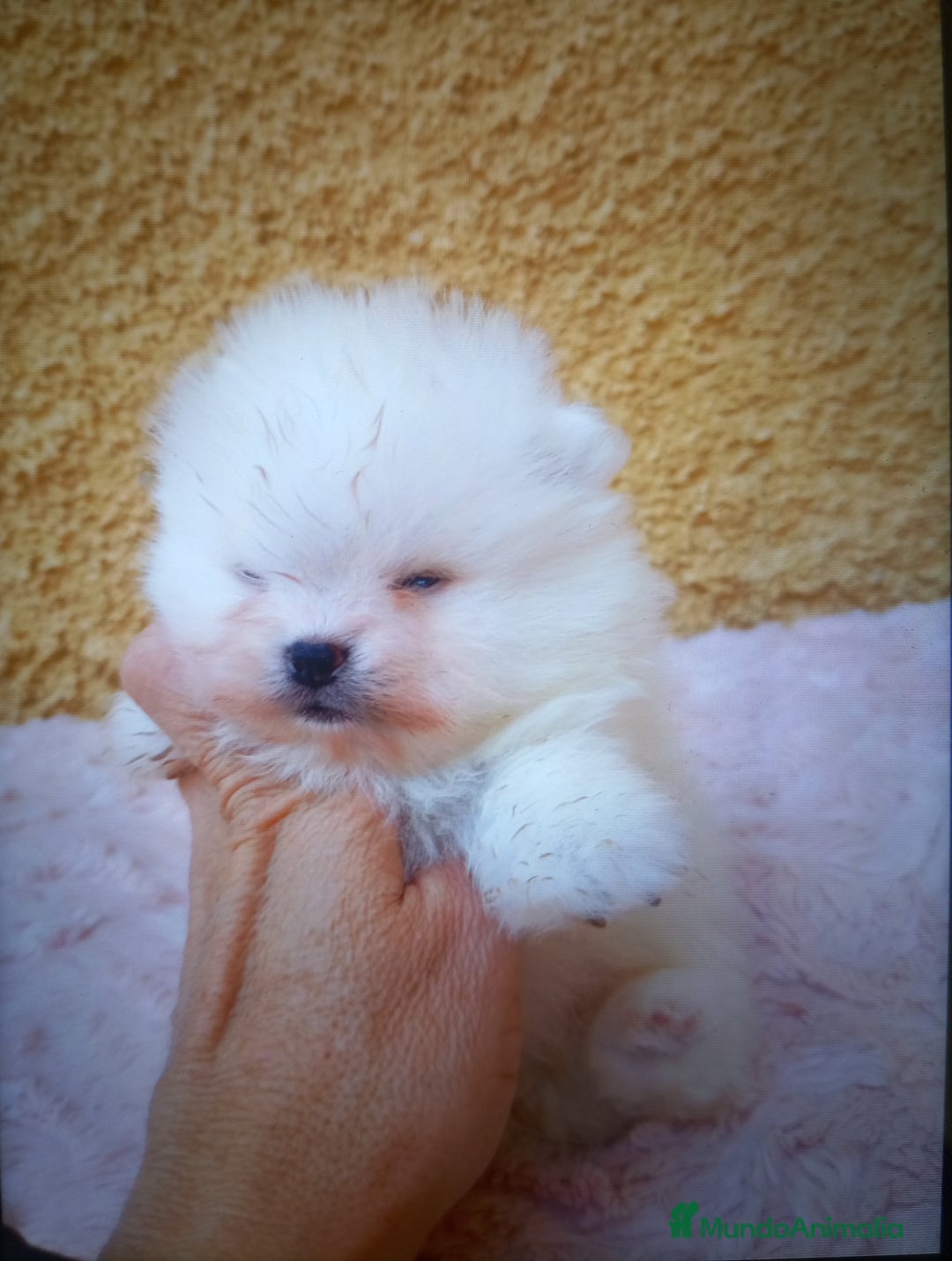 Pomerania perros en venta: Pomerania cara de osito  - Imagen 6