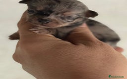 Chihuahua perros en venta: Cachorros de chihuahua toy cabeza manzana - Imagen 3