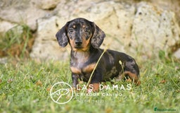 Teckel perros en venta: Teckel 🌭 Pequeños de patas, grandes de alma - Imagen 1