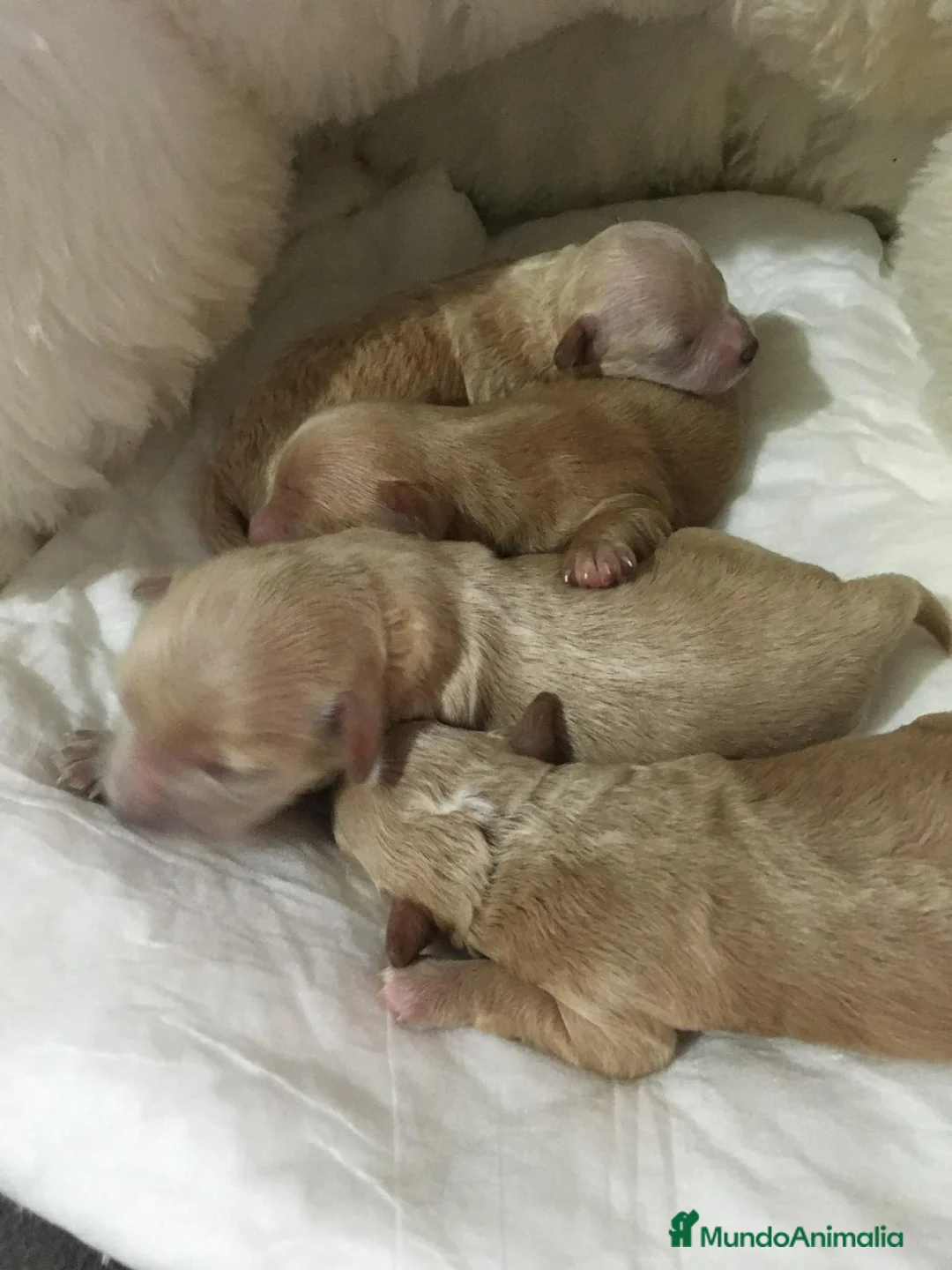 Maltipoo perros en venta: Maltipoo - Anuncio 2