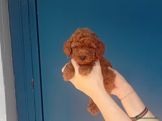 Caniche Toy perros - Anuncio 1
