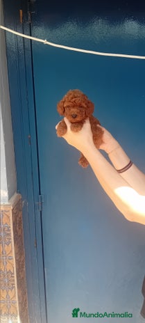 Caniche Toy perros - Anuncio 1