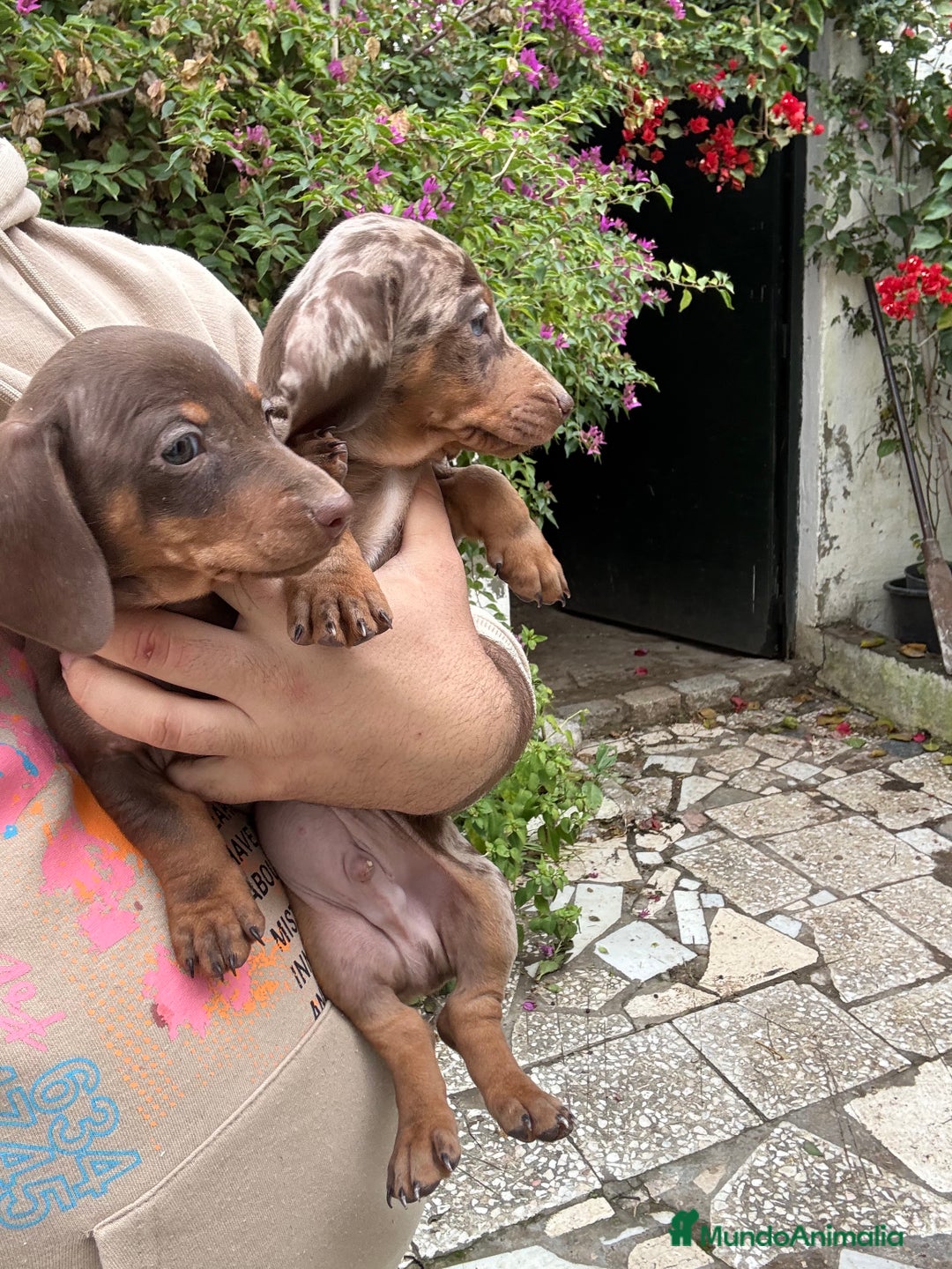 Teckel Miniatura perros en venta: Teckels mini y kaninchen  - Anuncio 2