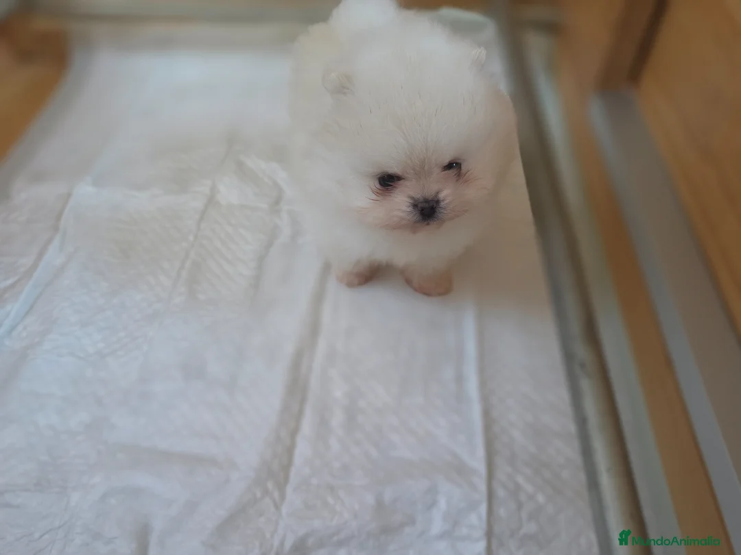 Pomerania perros en venta: LULU DE POMERANIA - Anuncio 1