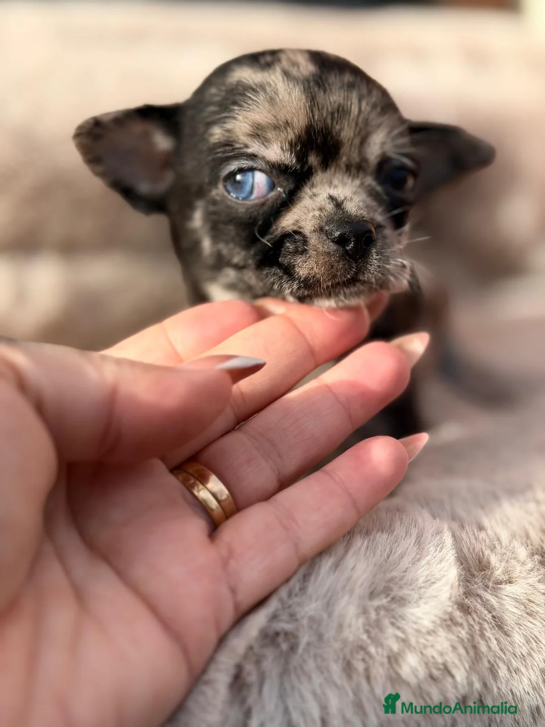 Chihuahua perros en venta: CHIHUAHUA MERLE EXÓTICO MACHO Y HEMBRA - Anuncio 5