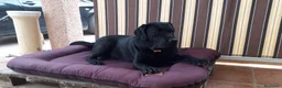 Labrador Retriever perros en venta: Cachorros labrador negro con pedigree  - Anuncio 4