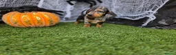 Teckel Miniatura perros en venta: TECKEL KANNINCHEN ARLEQUIN - Anuncio 3