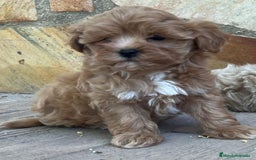 Maltipoo perros en venta: MALTIPOO DISPONIBLES♂️♀️ - Imagen 1