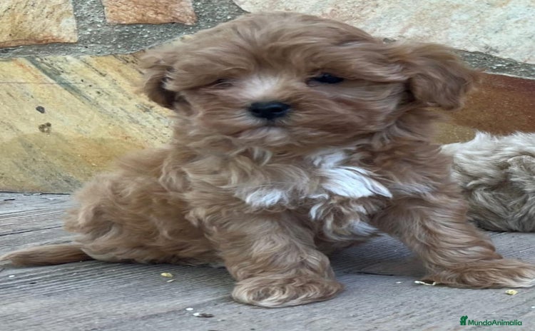 Maltipoo perros - Anuncio 1