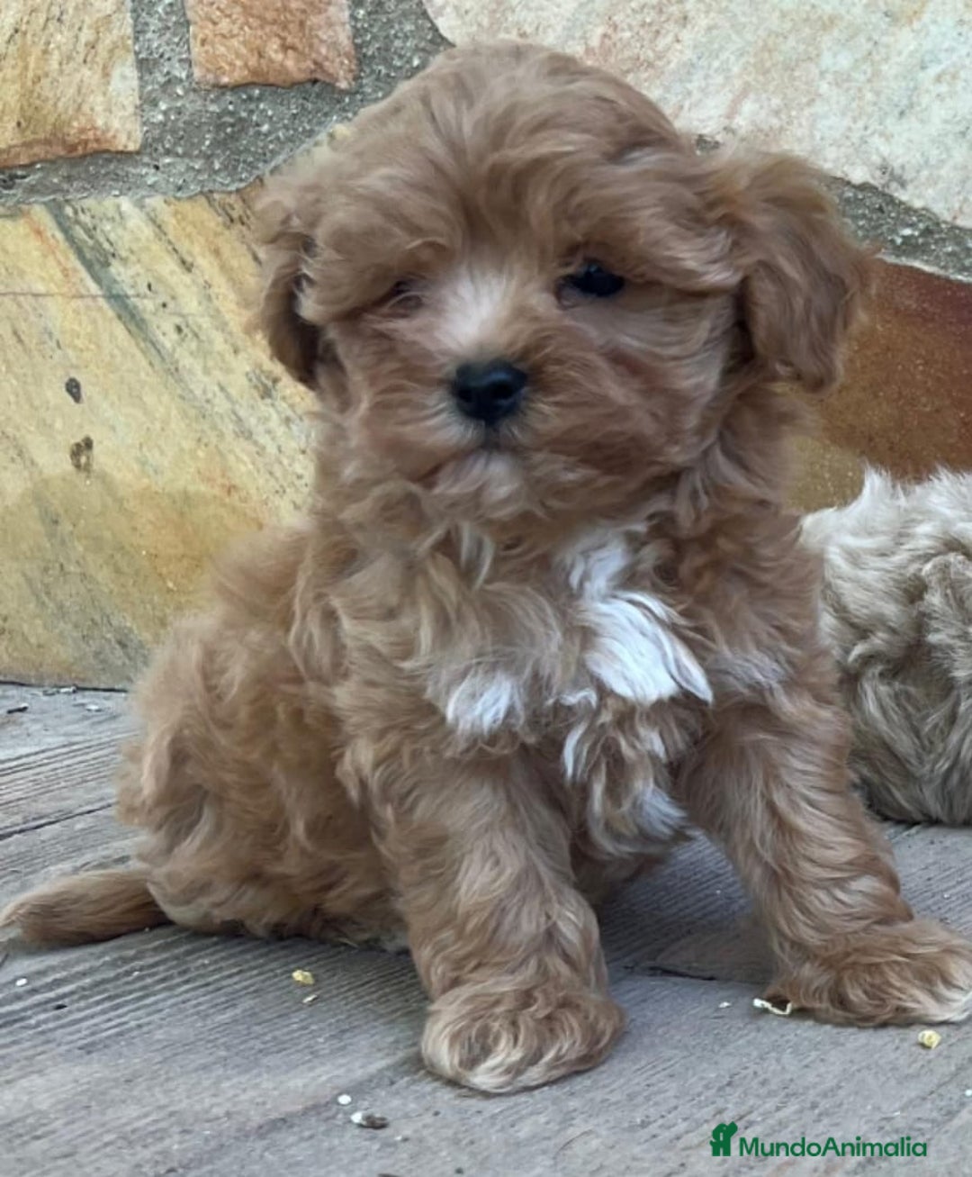 Maltipoo perros en venta: MALTIPOO DISPONIBLES♂️♀️ - Imagen 1