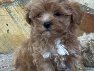 Maltipoo perros - Anuncio 5