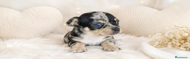 Chihuahua 2