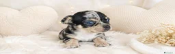 Chihuahua perros en venta: Chihuahuas toy - Anuncio 15