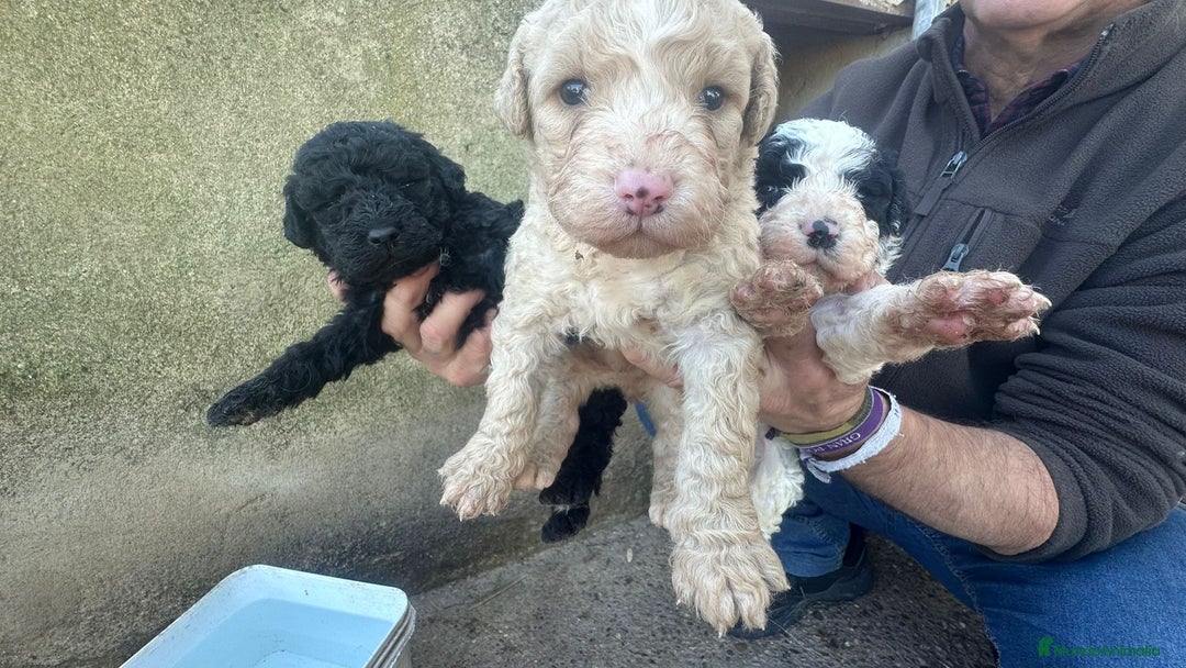 Perro de Agua Español perros en venta: PERRO DE AGUA ESPAÑOL - Anuncio 1