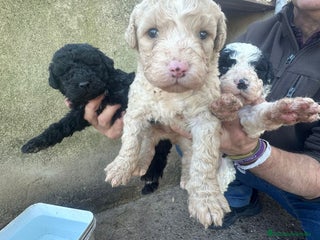 Perro de Agua Español perros PERRO DE AGUA ESPAÑOL - Anuncio 1