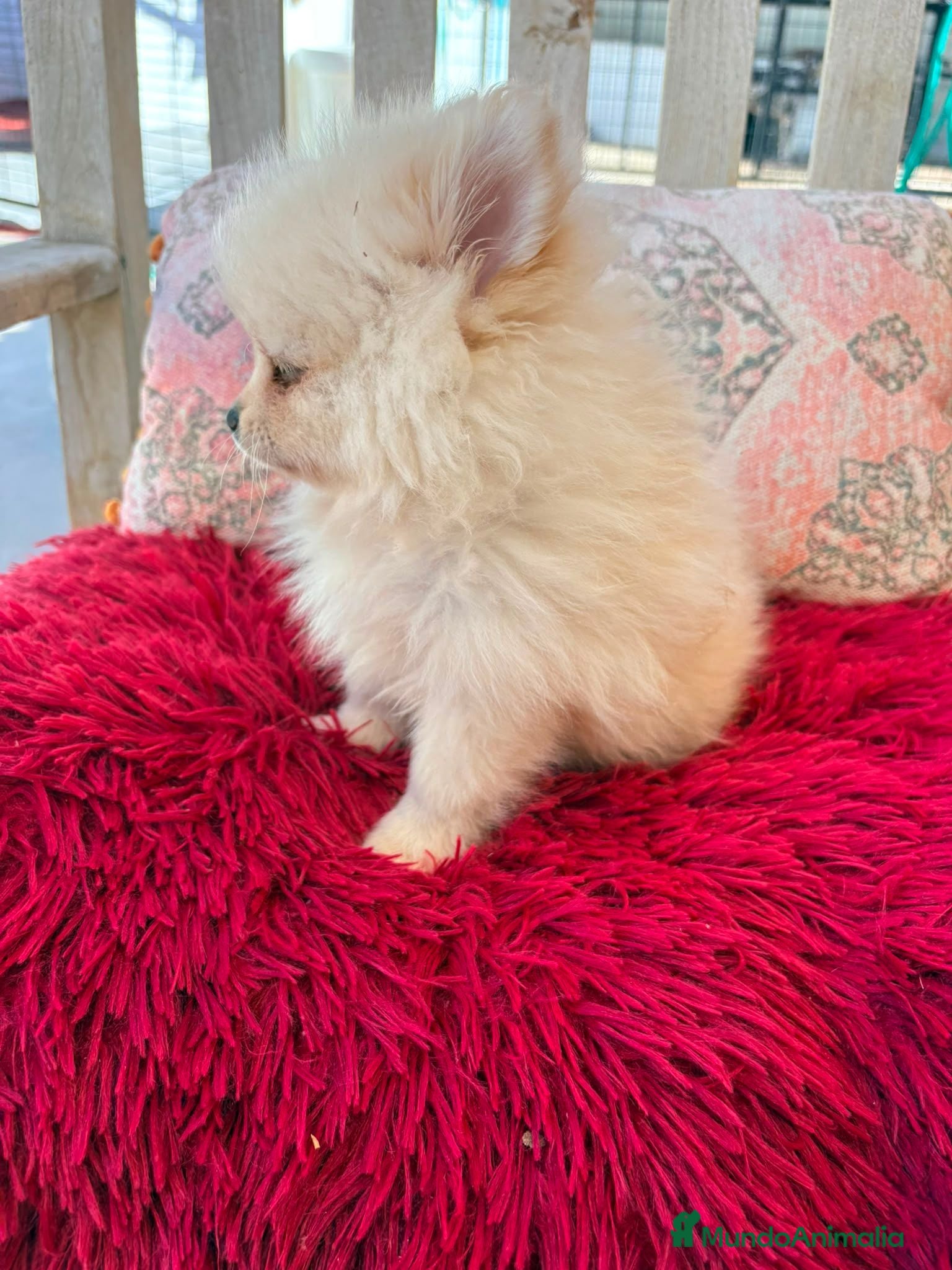 Pomerania perros Pomerania toy  - Anuncio 1