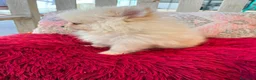 Pomerania perros en venta: Pomerania toy  - Anuncio 1
