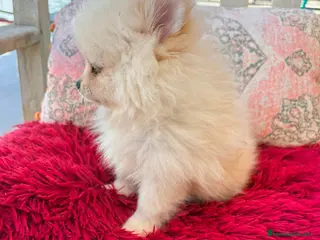 Pomerania perros Pomerania toy - Anuncio 1