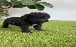 Perro de Agua Español perros en venta: PERRO DE AGUA ESPAÑOL HEMBRA - Imagen 16