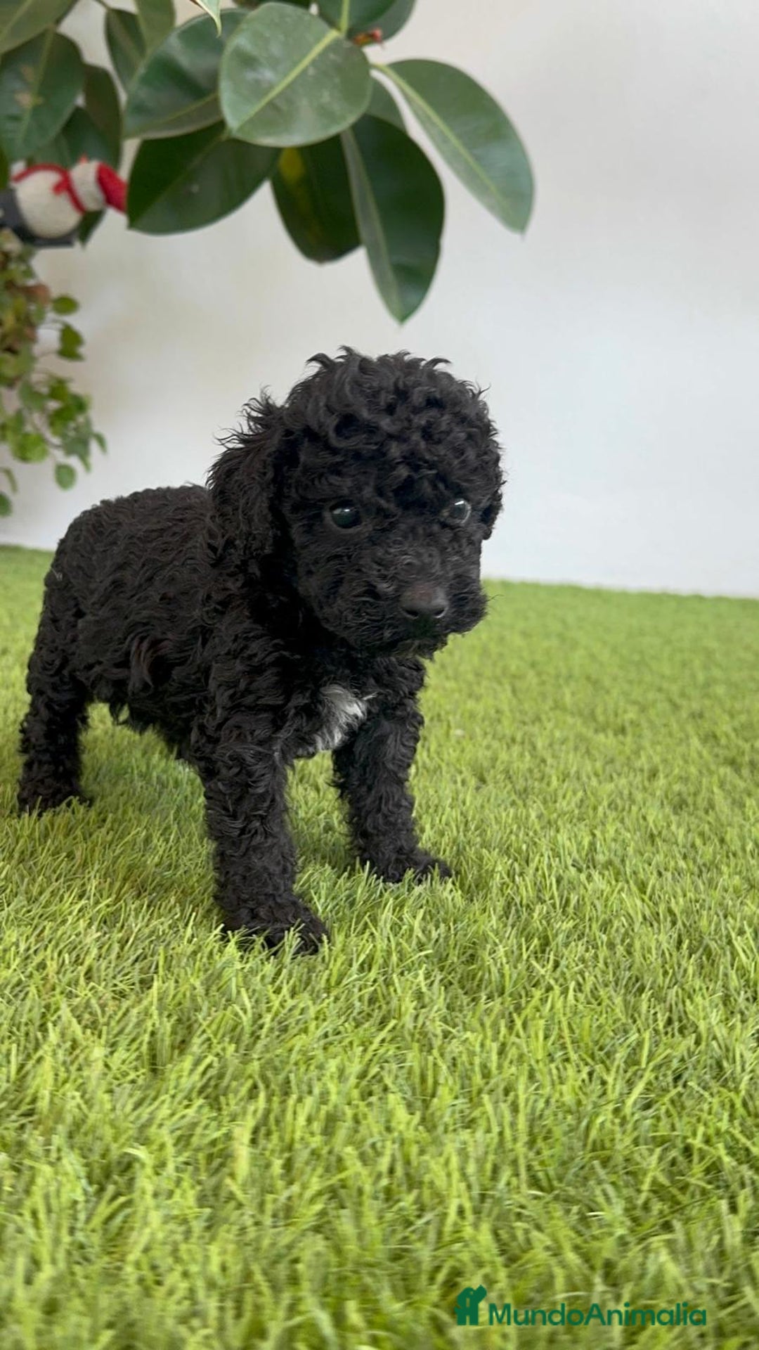 Perro de Agua Español perros en venta: PERRO DE AGUA ESPAÑOL HEMBRA - Imagen 16